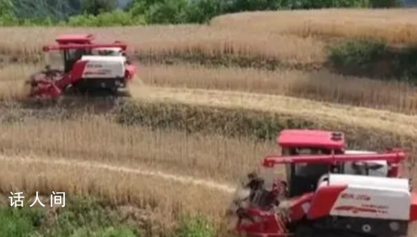 穩產保豐 小麥主產區有這些舉措