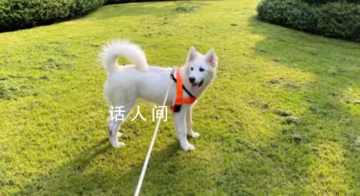 大學生“以證換狗”走紅背后 雙方還應注意遛狗過程中可能面臨的法律責任和風險