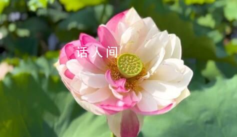 罕見的粉白相間荷花 在綠葉的襯托下顯得清新脫俗