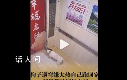 狗狗嫌天熱自己坐電梯回家 特別搞笑