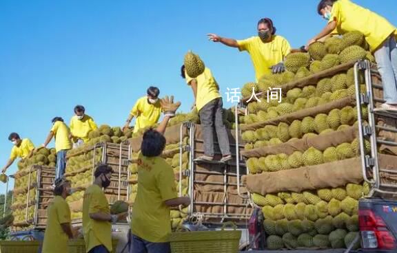 榴蓮大降價單價重回30元一斤 首批國產榴蓮將迎樹上熟
