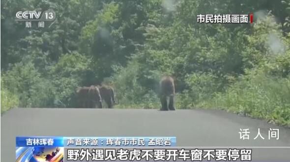 居民駕車偶遇東北虎一家散步被堵 老虎們約過了2分鐘才鉆入路邊森林
