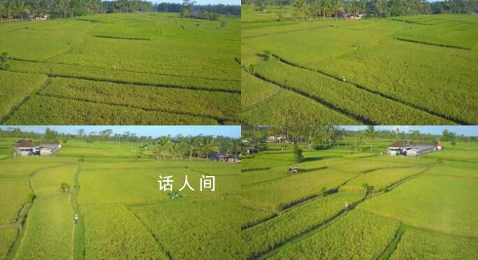 官方:水稻上山不是毀林造田