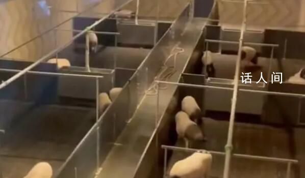 8888元豬景房為何能賣這么貴 并非毫無意義的炒作