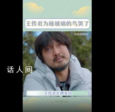 王傳君為撞玻璃的鳥流淚 這究竟是怎么回事