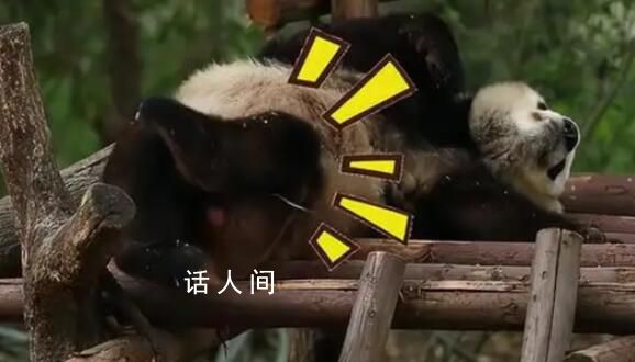 大熊貓在演誰高考后的狀態?高考后你是哪種狀