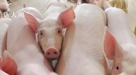 四川出現非洲豬瘟?當地回應