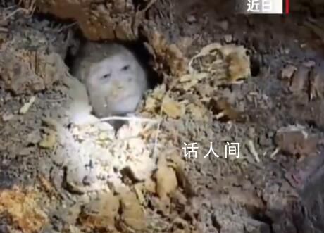 小猴子意外被困樹洞 網(wǎng)友：大圣是你嗎