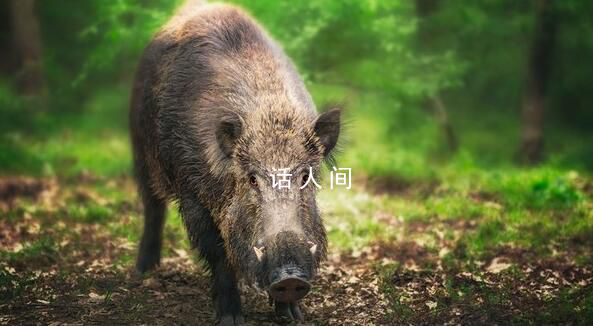 野豬正式調(diào)出“三有”名錄 部分地區(qū)可申請(qǐng)捕獵