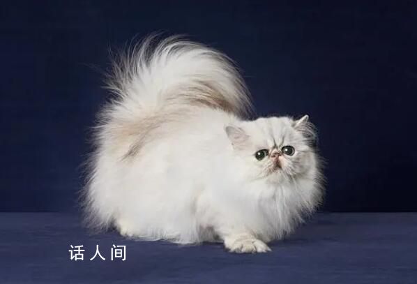 女子去世7只貓繼承217萬遺產 引起了網友們的廣泛關注和討論