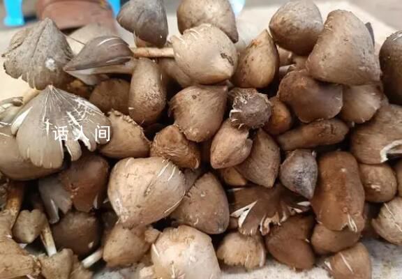 雞樅菌十年漲價逾十倍 一斤雞樅可買十多斤豬肉