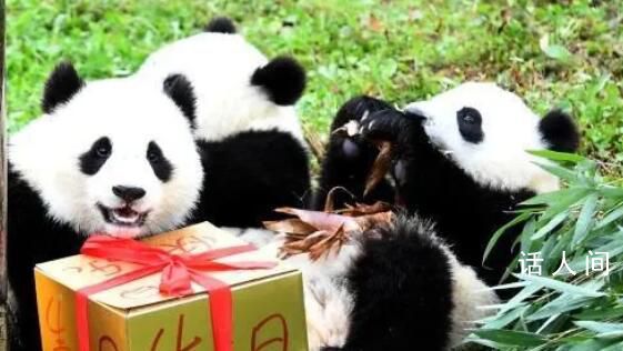 萌蘭花花和葉生日快樂 永遠健康快樂地吃筍筍