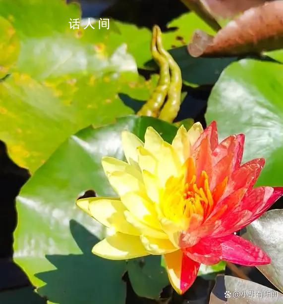 成都一公園開(kāi)出紅黃對(duì)稱(chēng)雙色睡蓮 引起了廣泛的關(guān)注和熱議