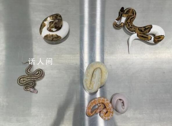 男子用棉襪裝6條活體蛇入境被查 目前該批球蟒已移交相關部門