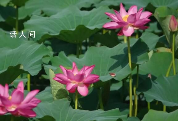 今日小暑 意味著很快將進(jìn)入更熱的三伏天