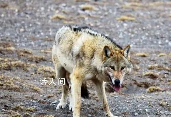 女子無人區(qū)遇乞食狼下車投喂 網(wǎng)友紛紛表示無法理解