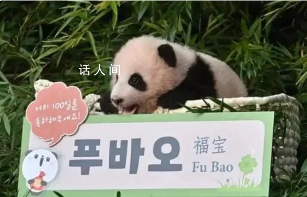 上萬(wàn)韓國(guó)人競(jìng)聘和大熊貓相關(guān)崗位 最終每4540人中只有1人能競(jìng)聘上崗