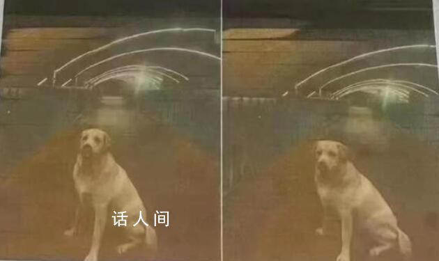 “1000萬尋狗”事件背后疑有推手 相關部門已介入調查