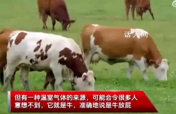 一頭牛放的屁可供汽車開一天 原來牛屁還能這么用