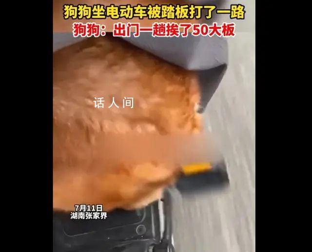 狗狗被電動車踏板打了一路屁股 大家都對它感到心疼