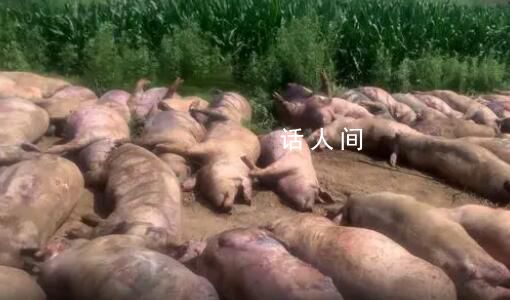 豬場因斷電死亡462頭豬損失近百萬 夜間突發(fā)斷電超過5個小時