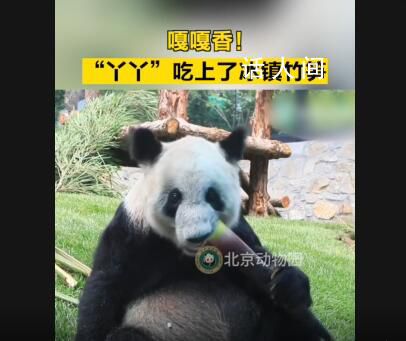 丫丫大口吃冰鎮(zhèn)竹筍 丫丫是肉眼可見的胖了