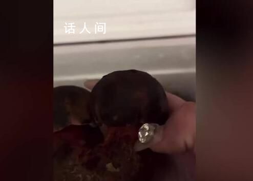 女子切野生菌時(shí)嗦手指致中毒 目前已恢復(fù)健康