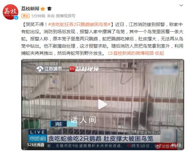 “貪吃蛇”吞下2只鸚鵡被困鳥籠 蛇的肚子太大