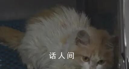 貓冠狀病毒蔓延“貓島”致死率近90% 已有超過30萬只貓死亡