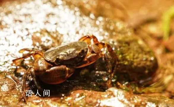 廣西一17歲少年發(fā)現新物種 華石蟹屬由3種擴增到5種