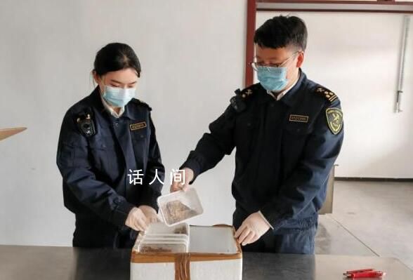 海關查獲10只活體巨人蜈蚣 這是世界上體型最大的蜈蚣