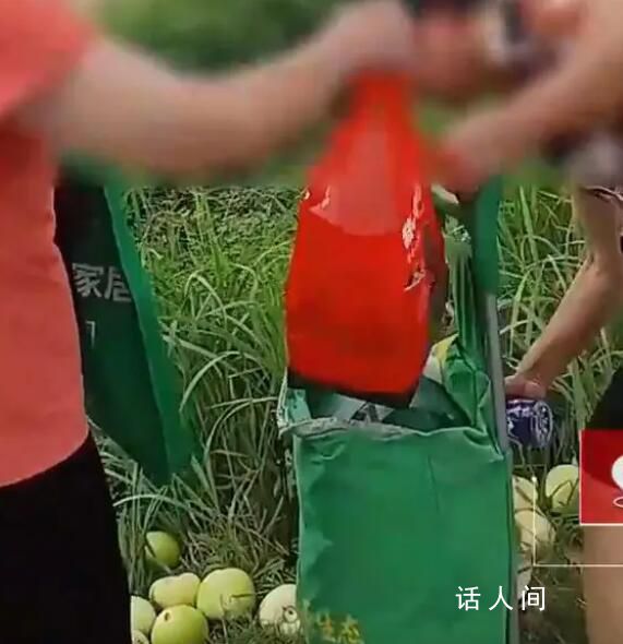 男子百余畝香瓜遭村民晝夜組團偷走 引發了他的憤怒和無奈