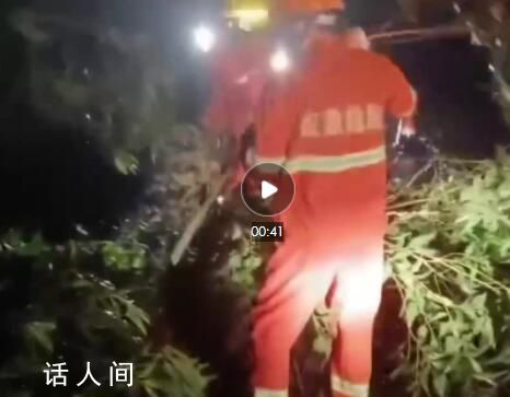 臺風致廣西北海超400棵樹倒伏 排查清障搶險保通等工作仍在緊張進行