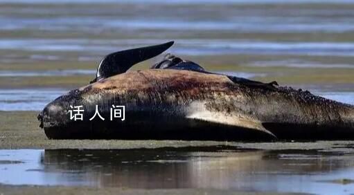 臺風(fēng)將鯨魚沖上岸?官方回應(yīng)