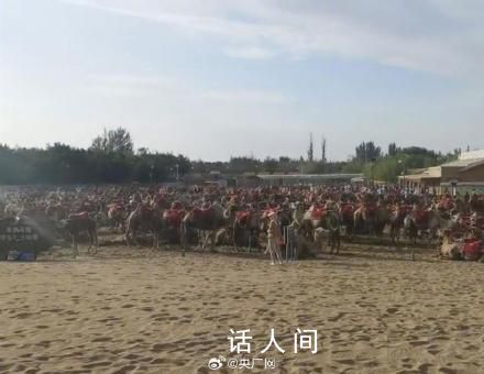 敦煌一景區千余駱駝罷工?景區回應