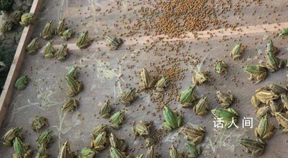 93萬尾蛙苗被鎮政府消殺 養殖戶喊冤