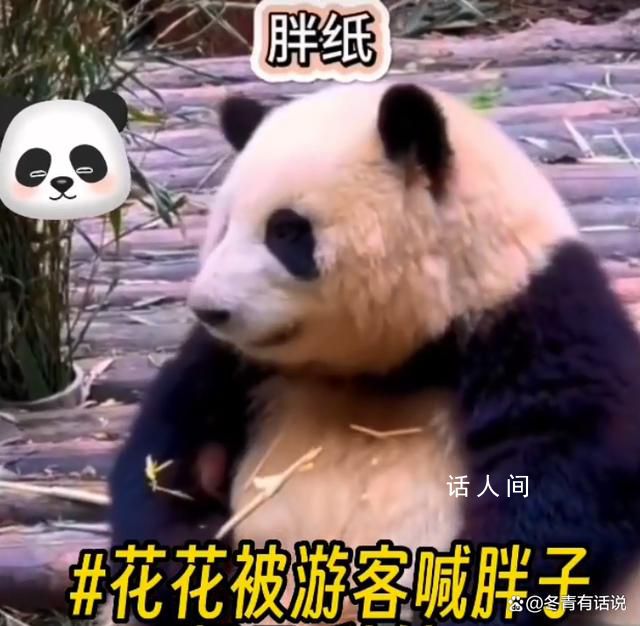 花花被游客喊胖子愣了1秒鐘 周圍的團隊成員立刻表示不滿