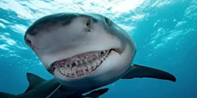 美國毒販海岸扔毒品或致鯊魚上癮 引起了公眾的廣泛關(guān)注