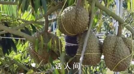 國產榴蓮上市 國產榴蓮什么樣