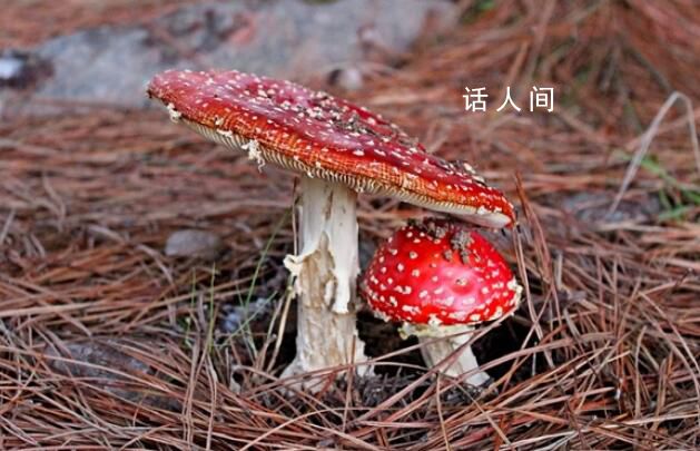 云南一醫院設置野生毒菌展示柜 里面有24種云南常見毒菌模型