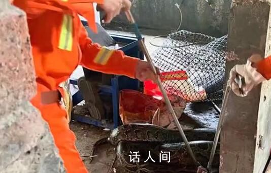 巨蟒闖入狗舍生吞一只30斤狗 這條蟒蛇體長約2.6米重達60斤