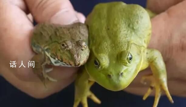 農(nóng)民蛙苗被鎮(zhèn)政府強(qiáng)制消殺?當(dāng)?shù)鼗貞?yīng)