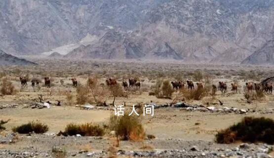 人民網評羅布泊4人遇難:誰組織的