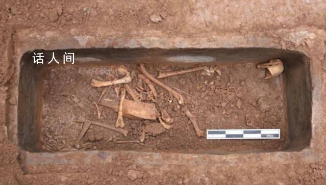 漢文帝霸陵殉葬坑發現神奇動物貘 皇家苑囿多數動物配有飼養員