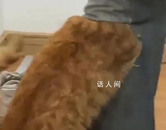 養貓人不適合穿破洞褲 引起了廣泛討論