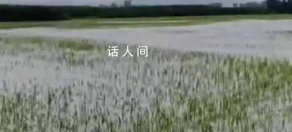 五常大米產(chǎn)地被淹 農(nóng)戶哽咽:全完了