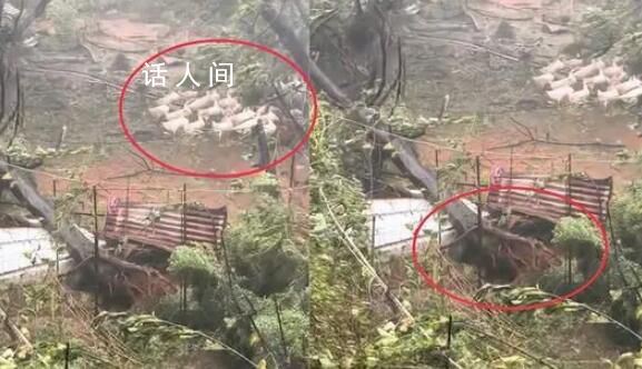 臺風將樹連根拔起 鴨群卻紋絲不動