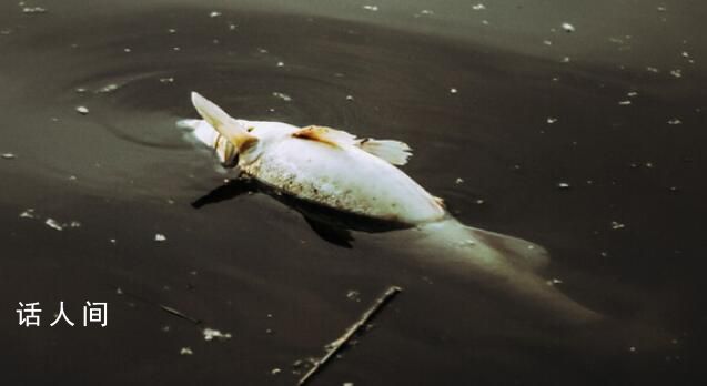 洪水侵襲涿州 一養(yǎng)殖場(chǎng)80萬斤魚死亡