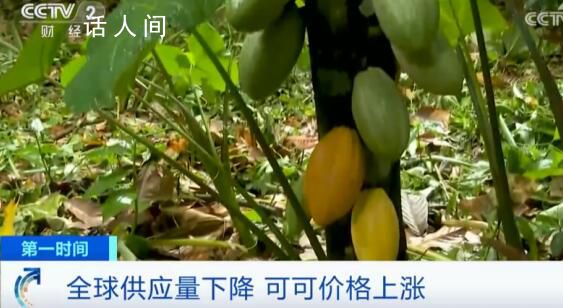 巧克力將漲價 主要原料可可供應緊張