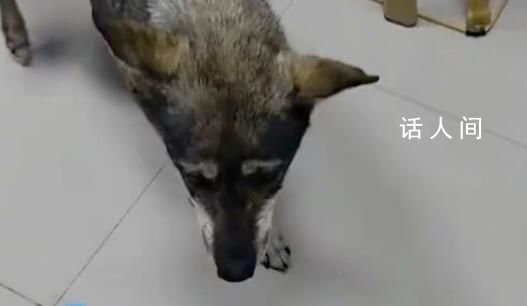 地震前流浪狗狂撓店門叫醒店主 店主：之前來避雨喂過它兩次